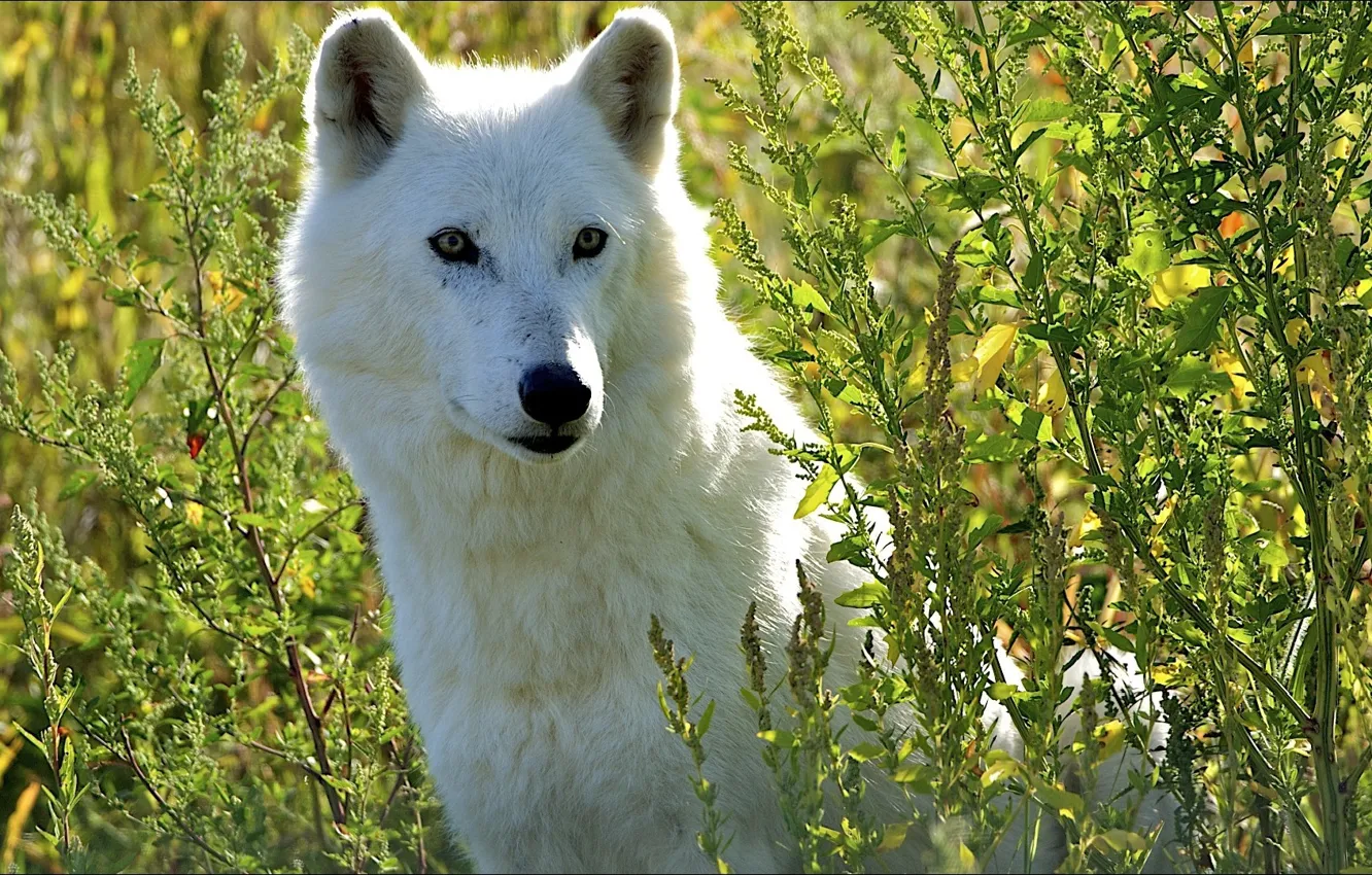 Фото обои белый, волк, сидит, в траве