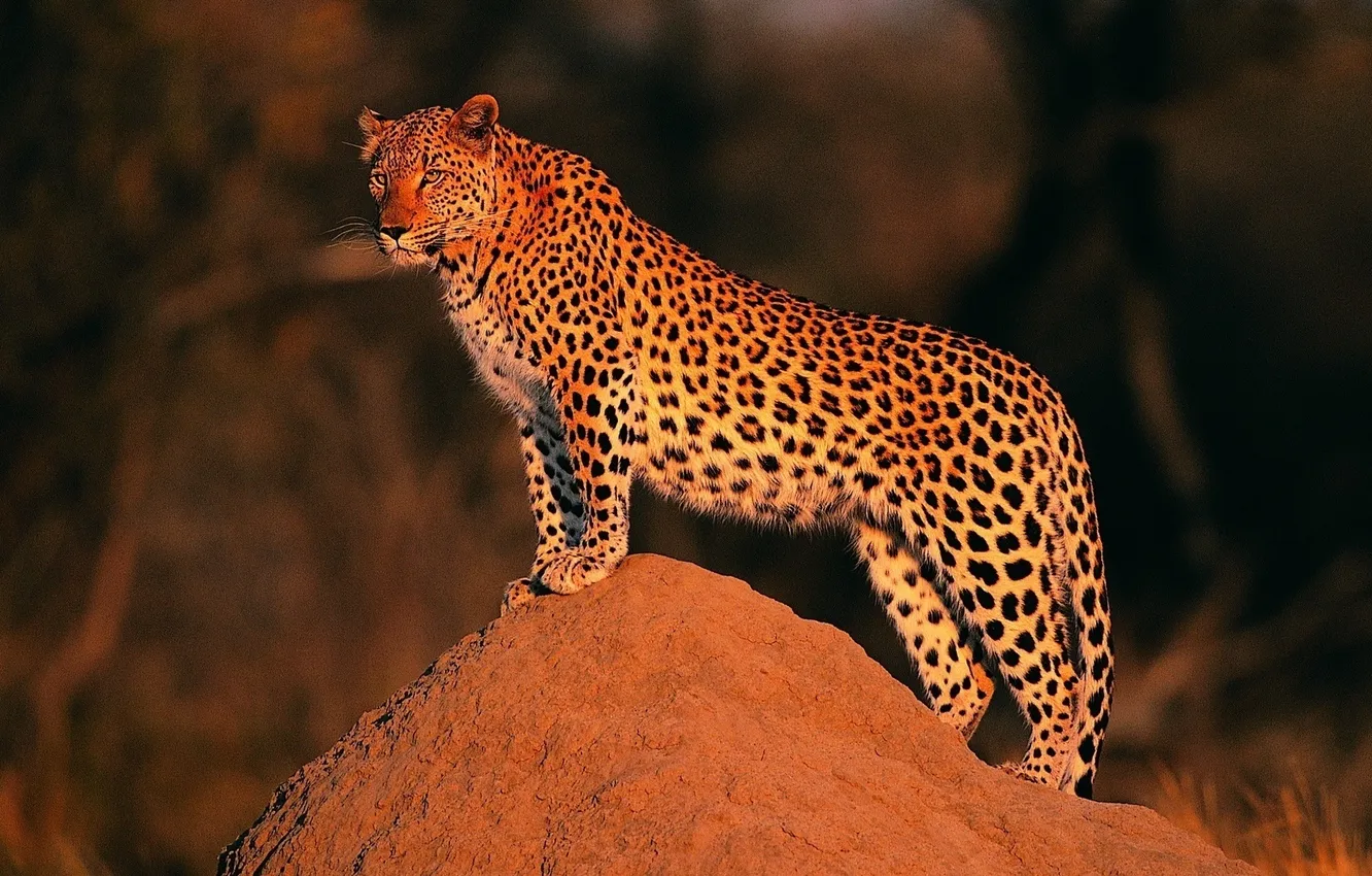 Фото обои горка, леопард, стоит, смотрит