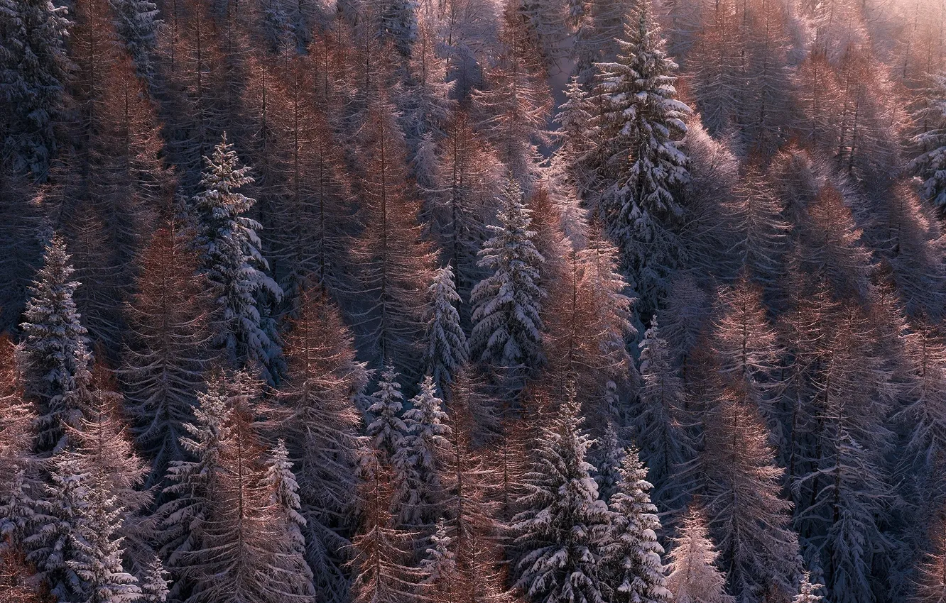 Фото обои зима, лес, снег, деревья, природа