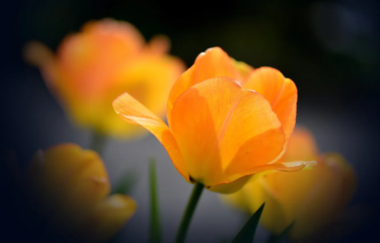 Фото обои оранжевый, фон, тюльпан, раскрывшийся