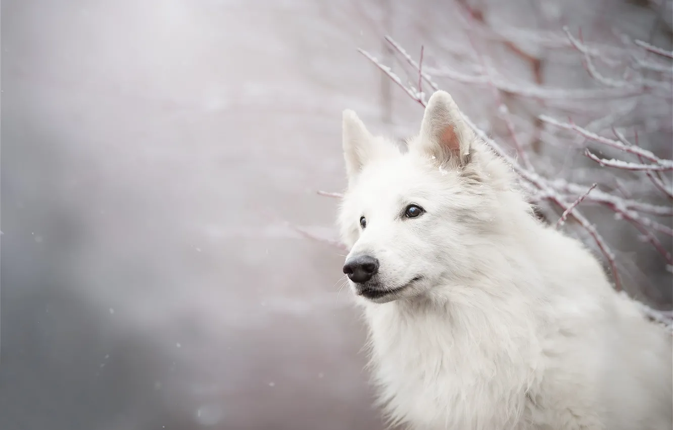 Фото обои взгляд, морда, снег, ветки, собака, боке, Белая швейцарская овчарка