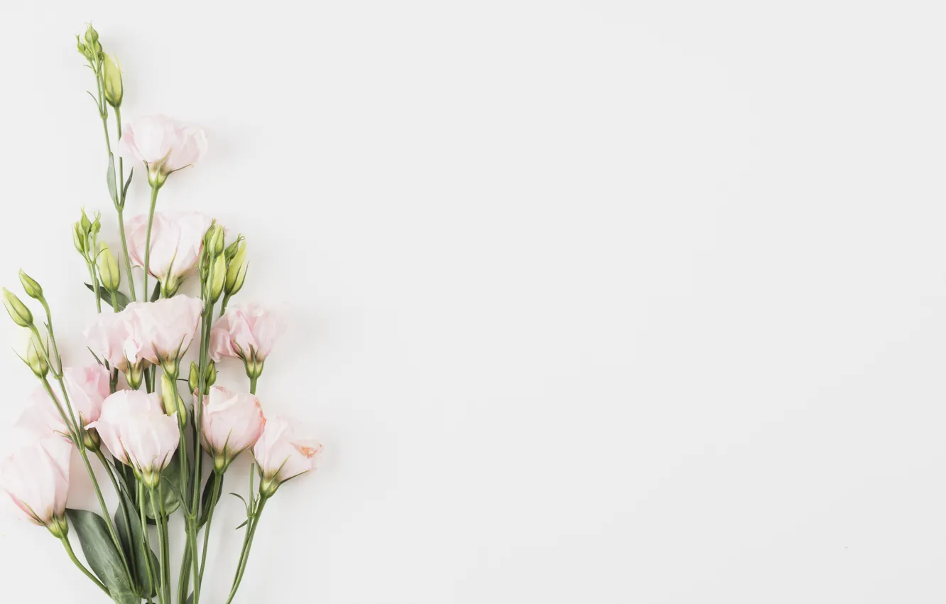 Фото обои букет, розовые, эустома