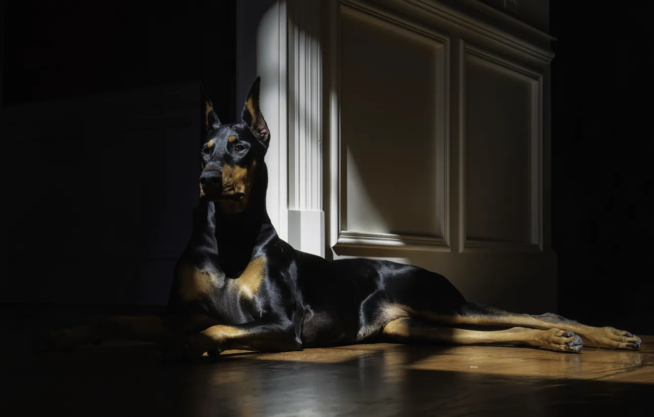 Фото обои взгляд, собака, лежит, doberman