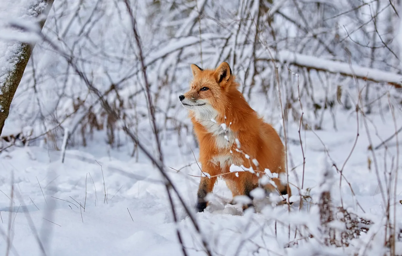 Фото обои зима, лес, снег, ветки, лиса, рыжая, Лана Полякова