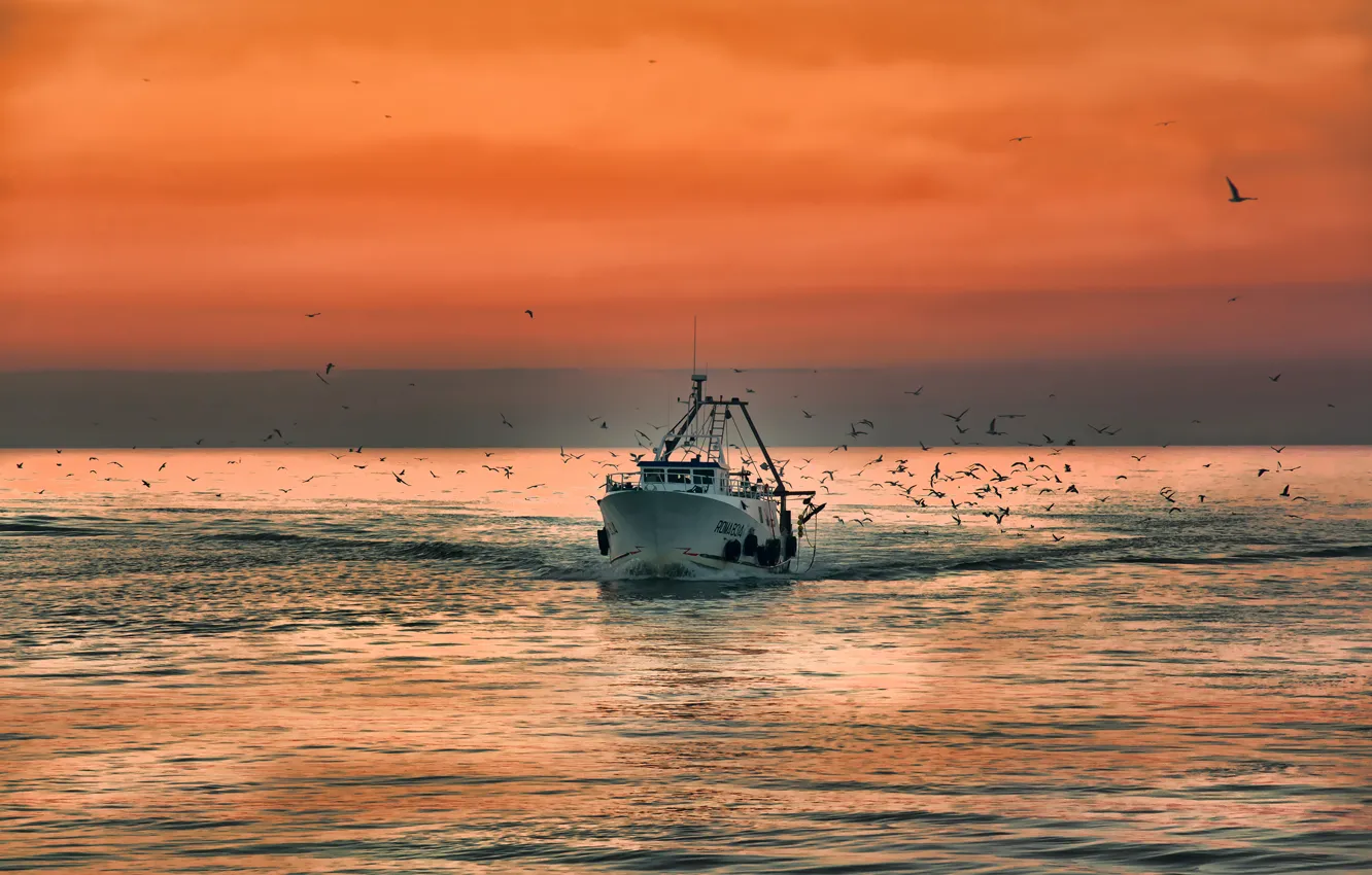Фото обои море, рассвет, чайки, катер