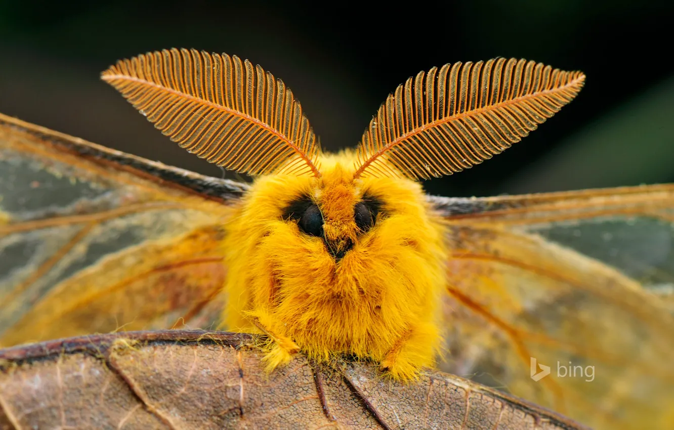 Фото обои глаза, природа, лист, крылья, Китай, насекомое, шелкопряд