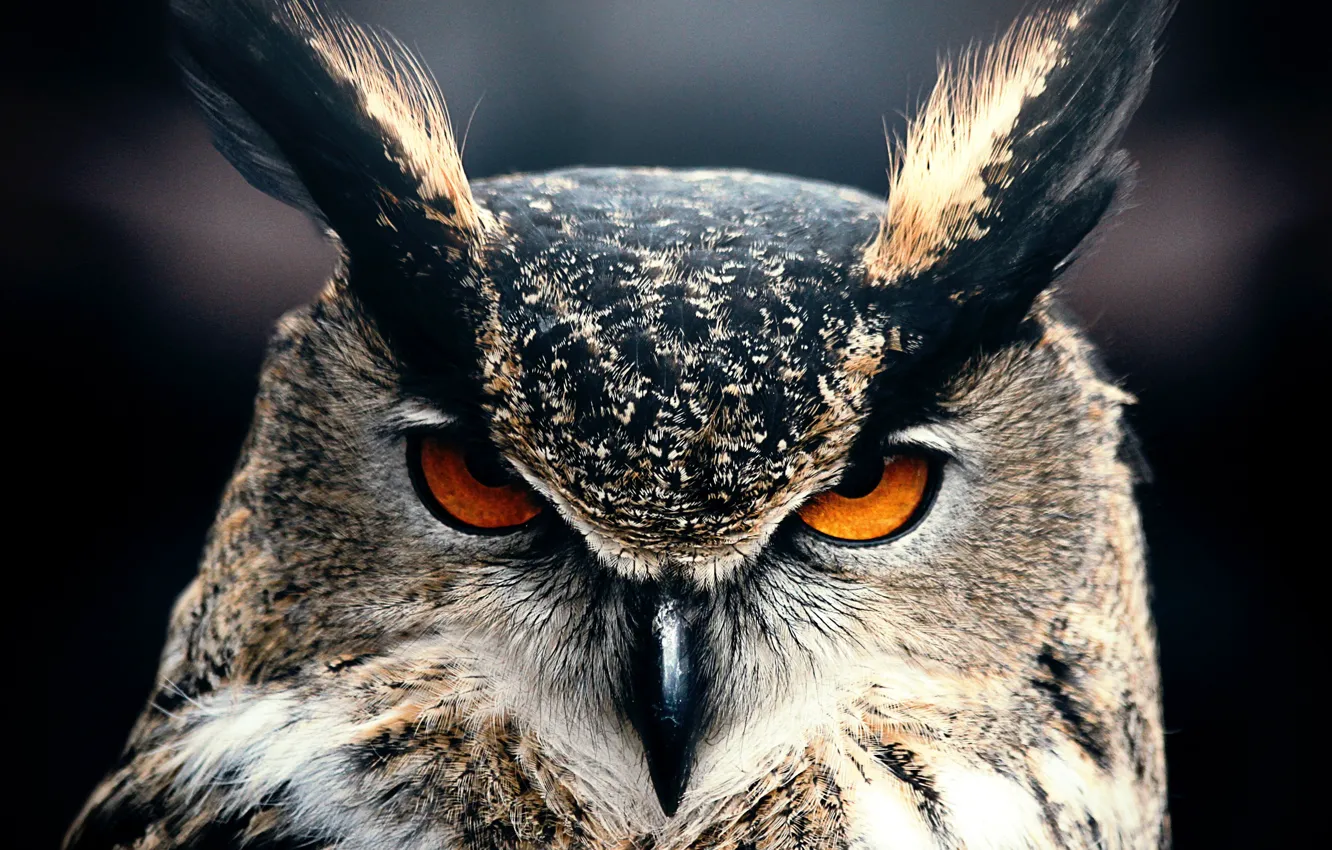 Фото обои Owl, Animal