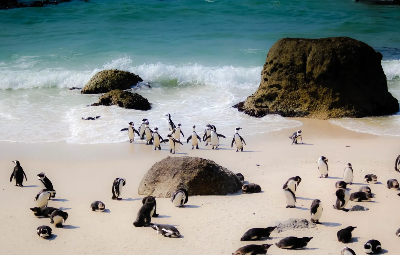 Фото обои beach, sea, south africa, herd, penguins