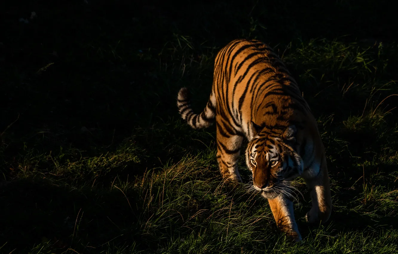 Фото обои трава, свет, тигр, поза, темный фон, прогулка