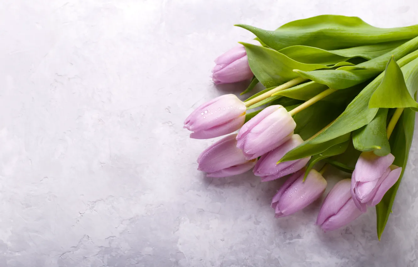Фото обои цветы, букет, тюльпаны, fresh, pink, flowers, сиреневые, tulips