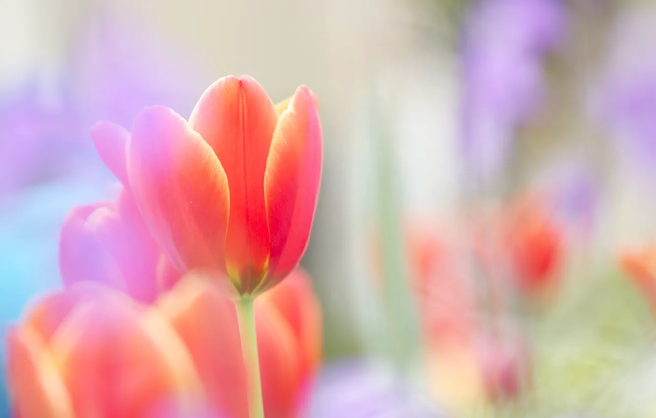 Фото обои цветок, красный, яркий, нежность, тюльпан, весна, размытость, бутон
