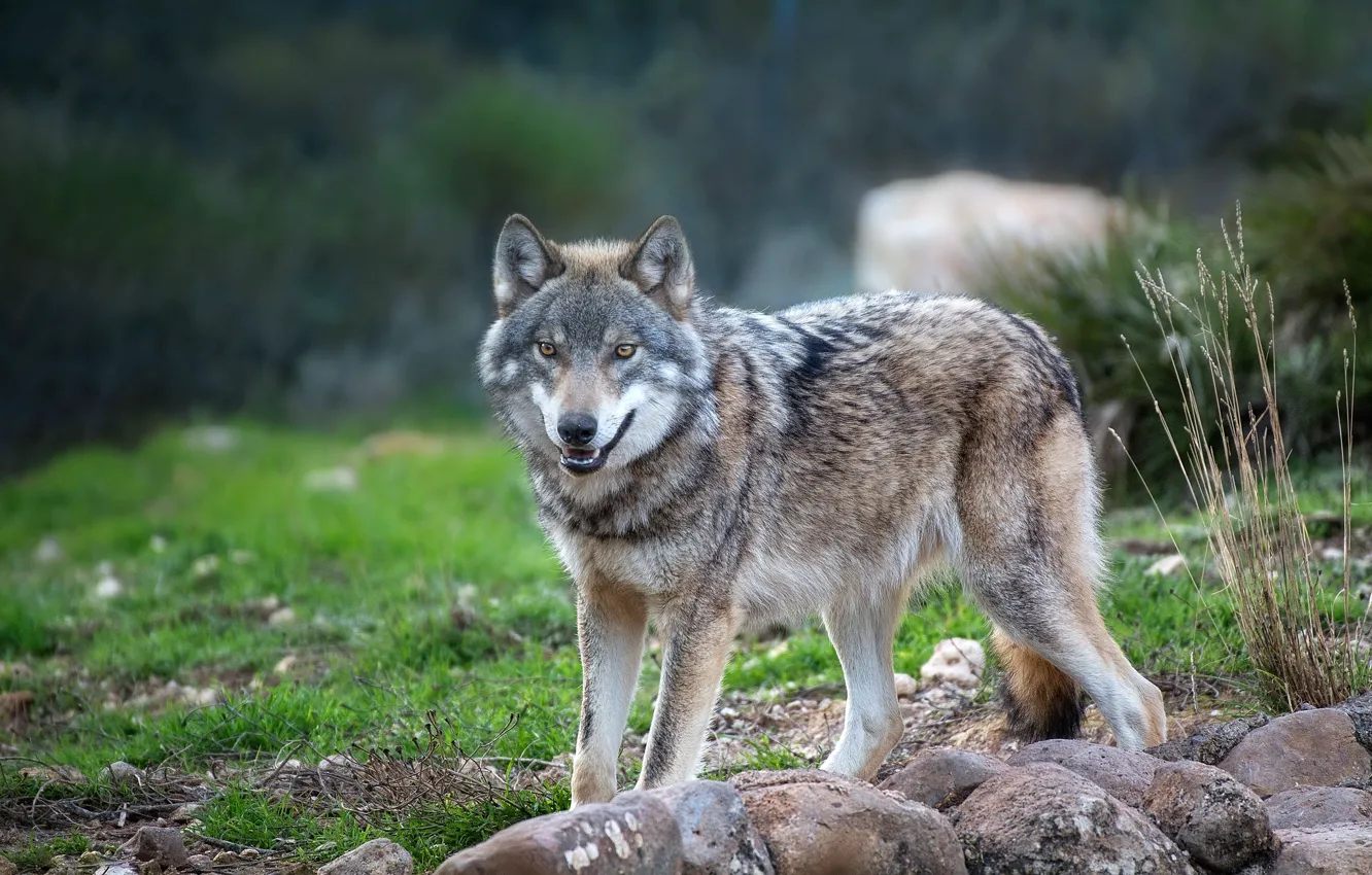 Фото обои взгляд, природа, камни, серый, волк