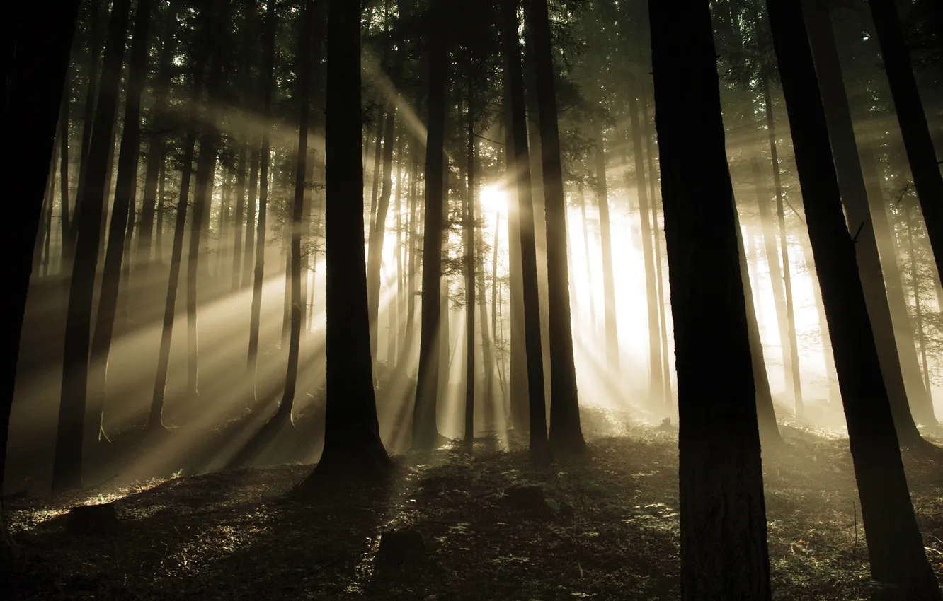 Фото обои лес, свет, дримучий