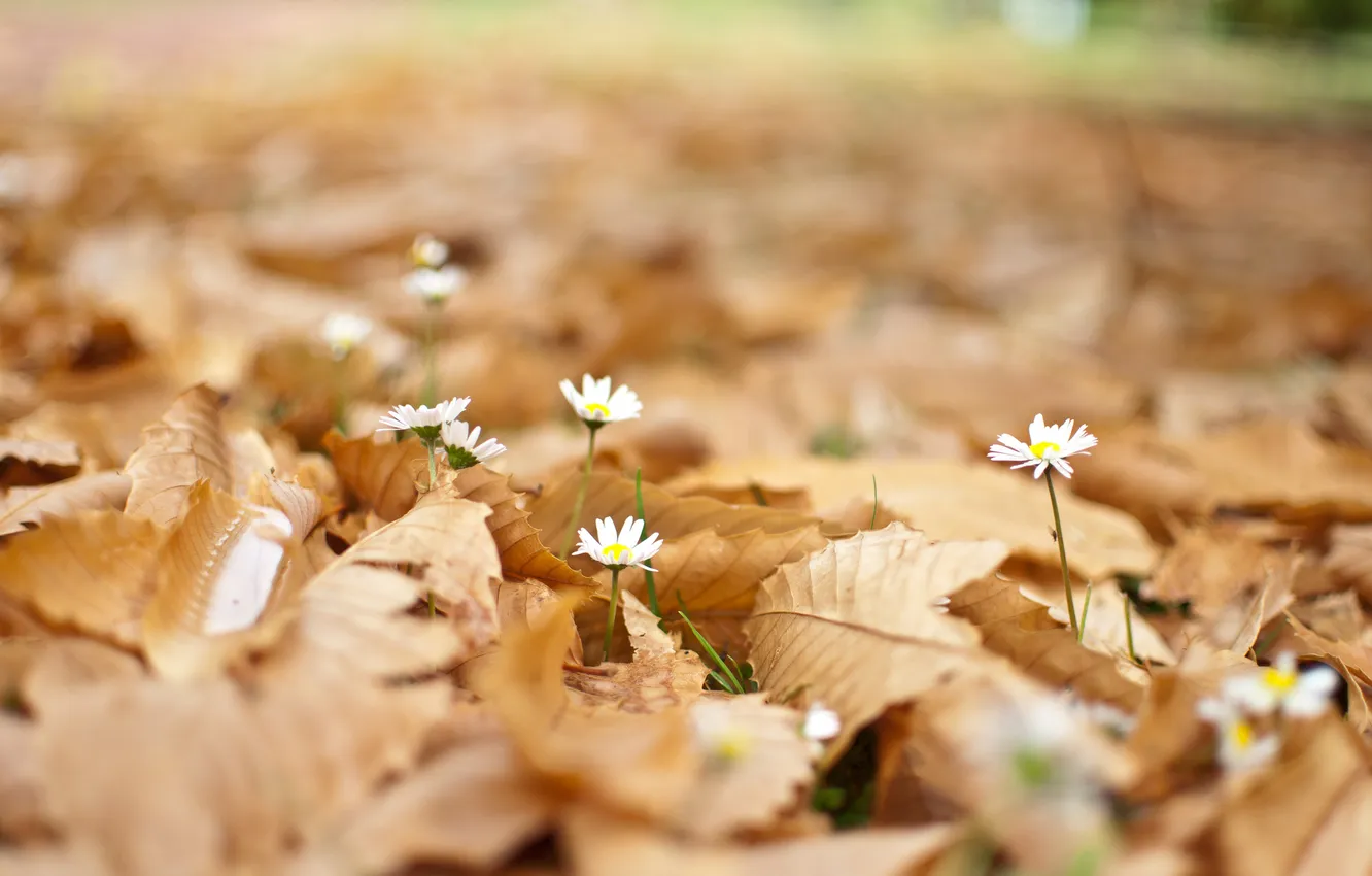 Фото обои листья, цветы, ромашки, опавшие, боке