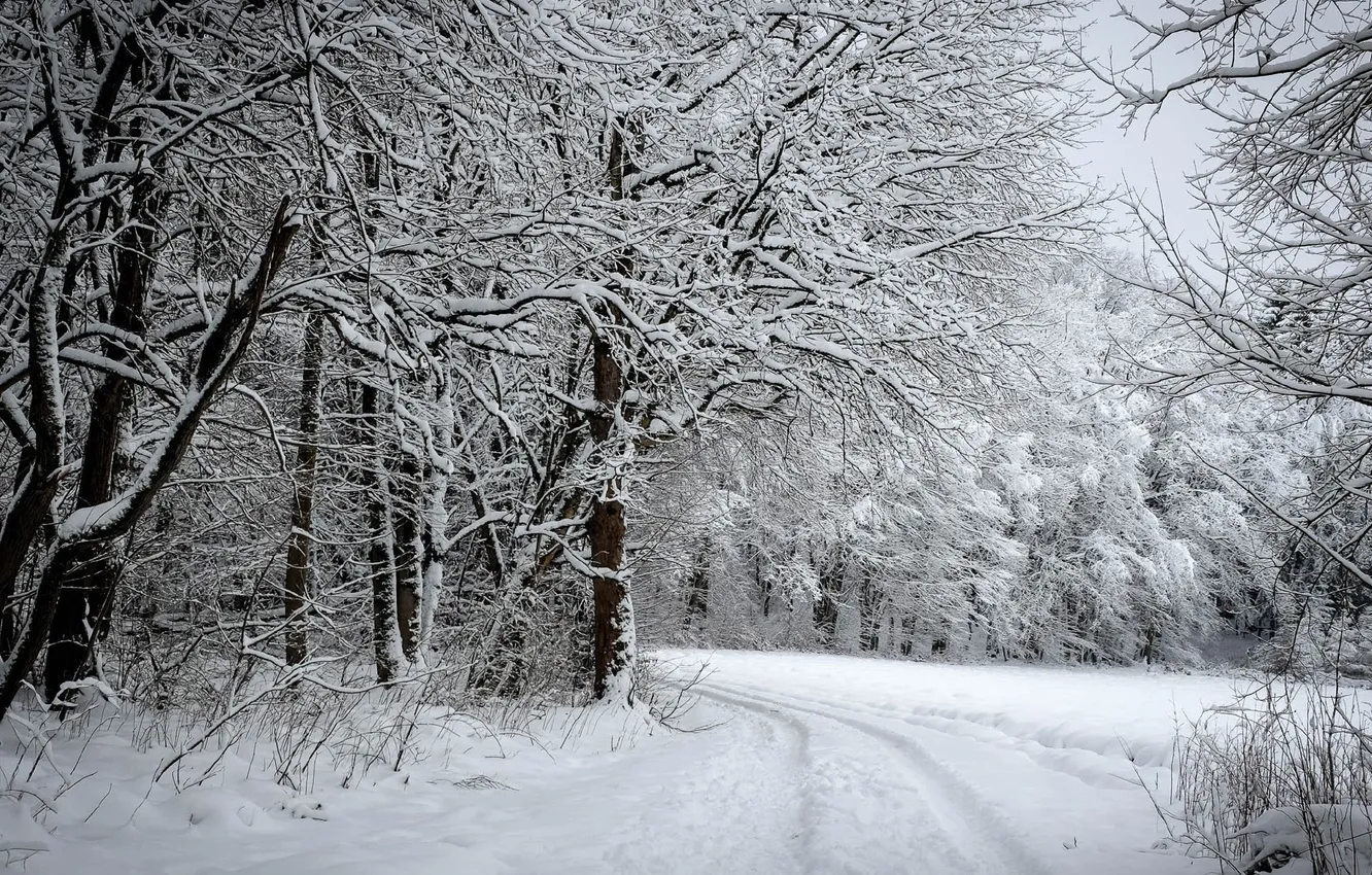 Фото обои зима, дорога, лес, снег, деревья, фото, кусты