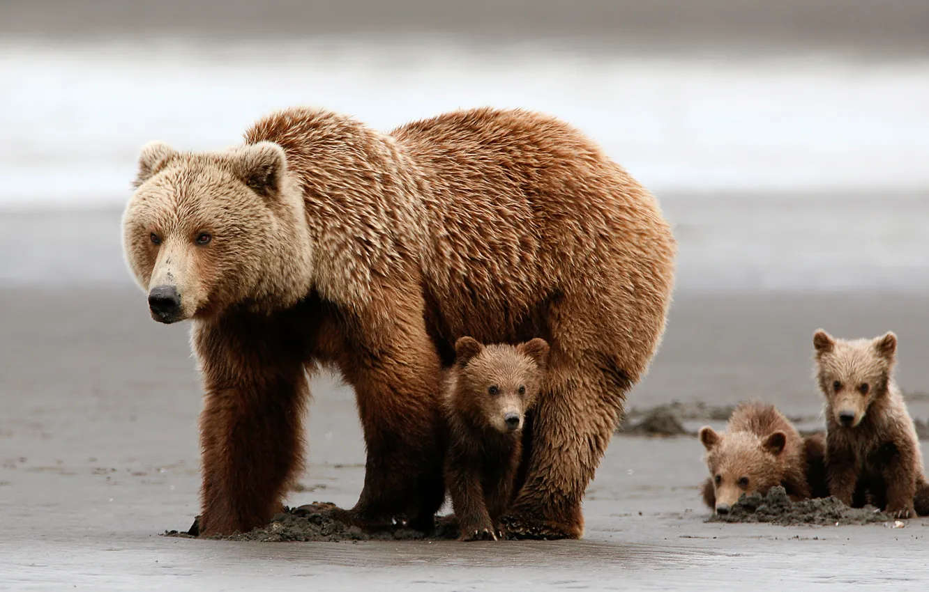 Фото обои bear, animals, cubs, brown bears