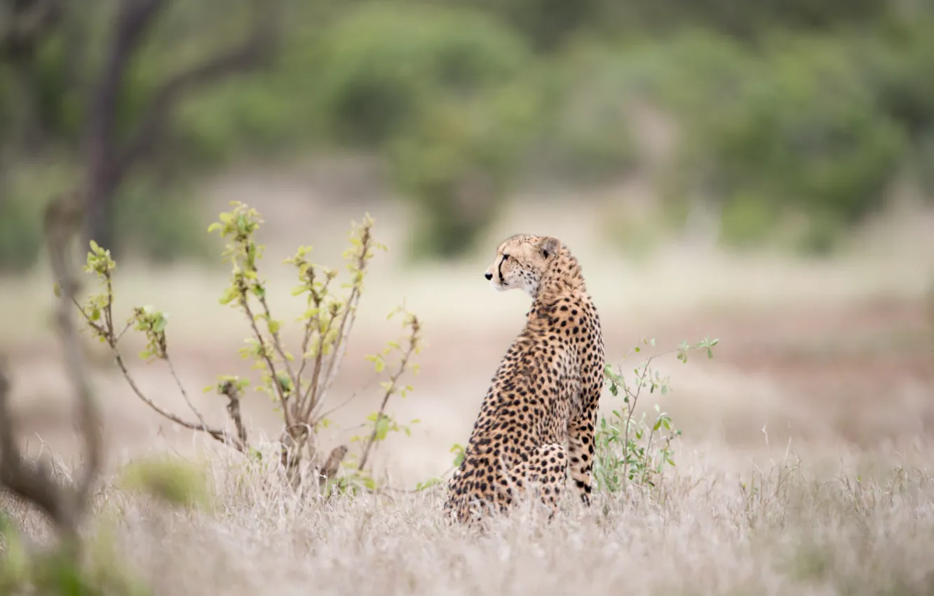Фото обои beautiful, sitting, cheetah, bush, big cat, waiting-prey