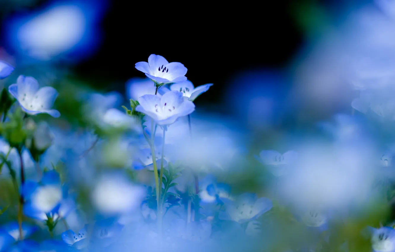 Фото обои цветы, природа, нежность, растения, голубые, черный фон, синие