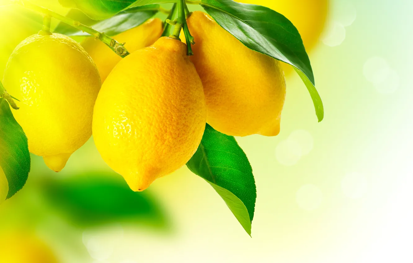 Фото обои листья, макро, желтый, лимон, фрукт