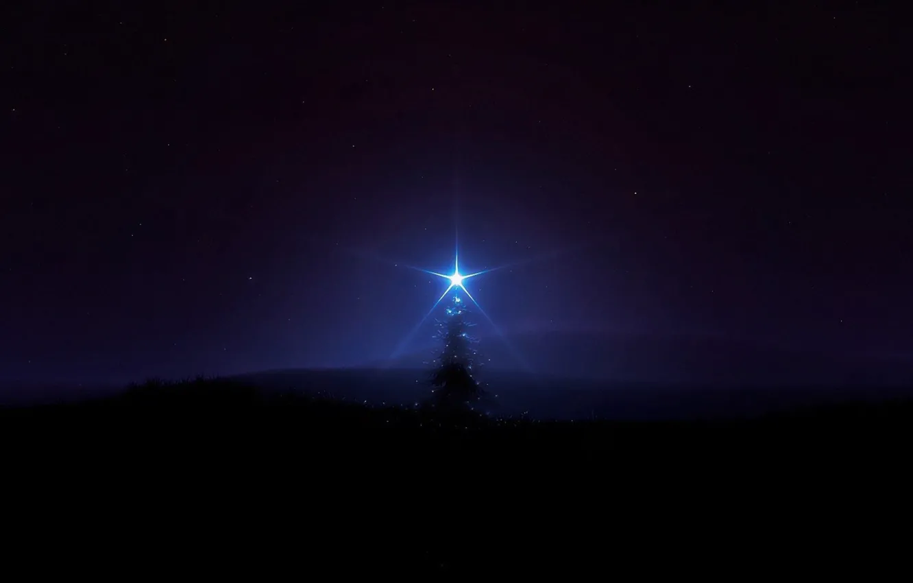 Фото обои тьма, мрак, звезда, ёлка, одинокое дерево, темное небо, в темноте