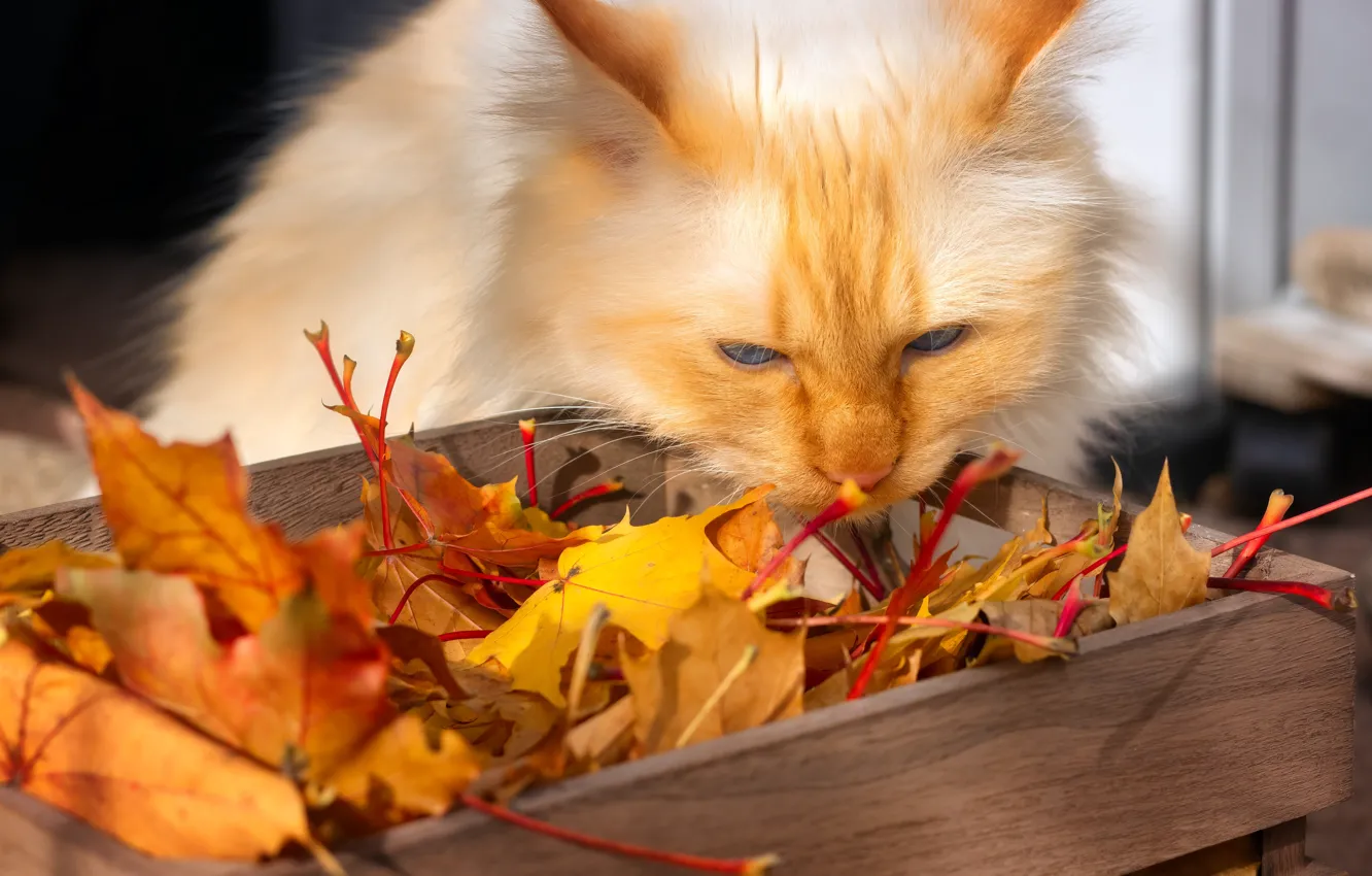 Фото обои осень, кошка, кот, взгляд, морда, листья, свет, поза