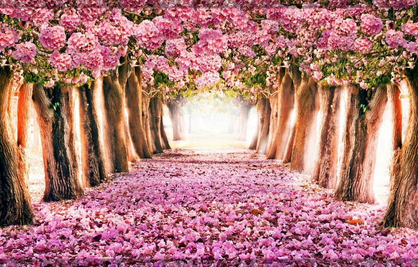 Фото обои trees, nature, flowers, spring