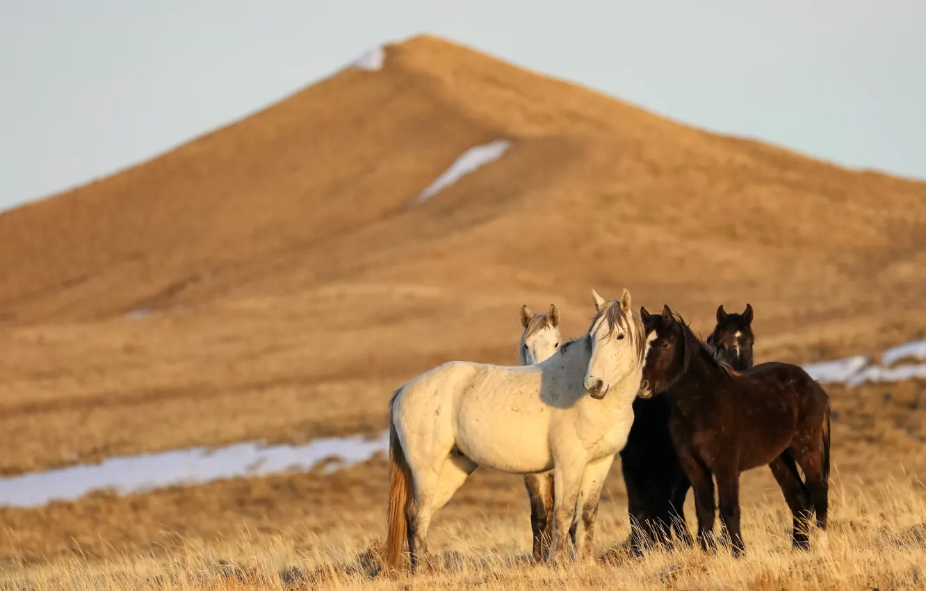 Фото обои поле, гора, кони, лошади