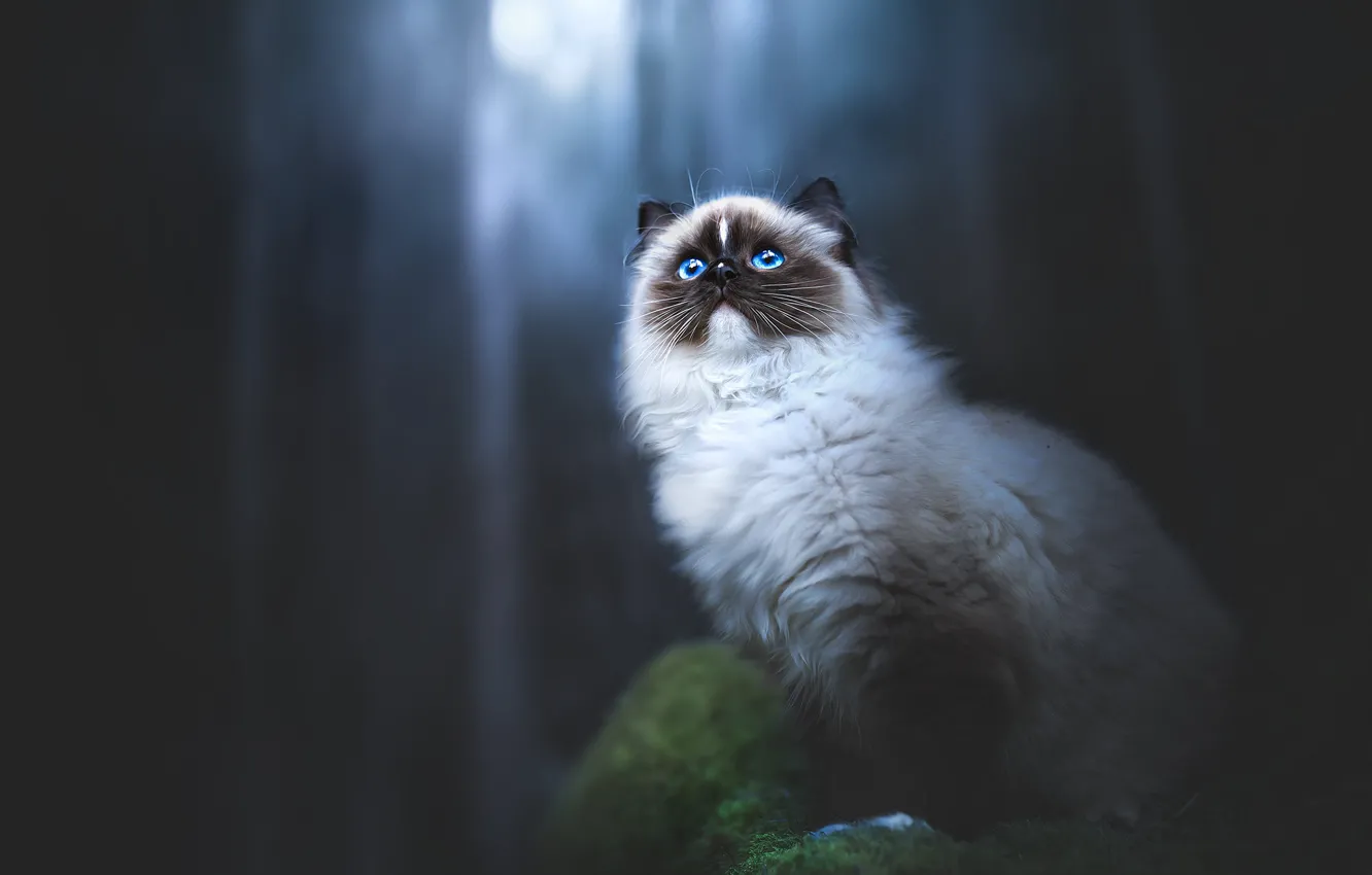Фото обои лес, кошка, кот, ночь, природа, поза, темный фон, мох