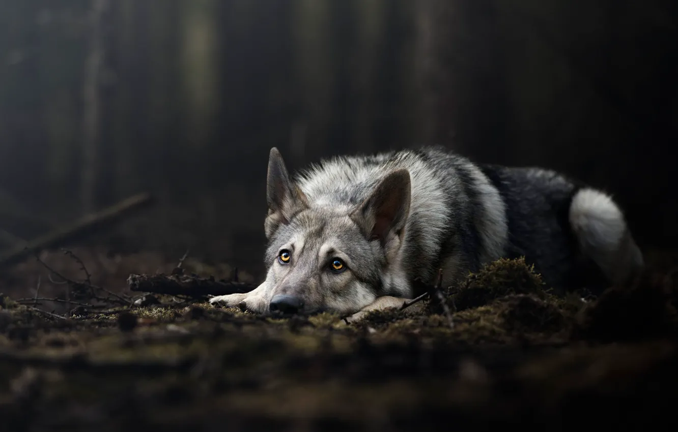 Фото обои лес, взгляд, природа, поза, темный фон, волк, мох, собака