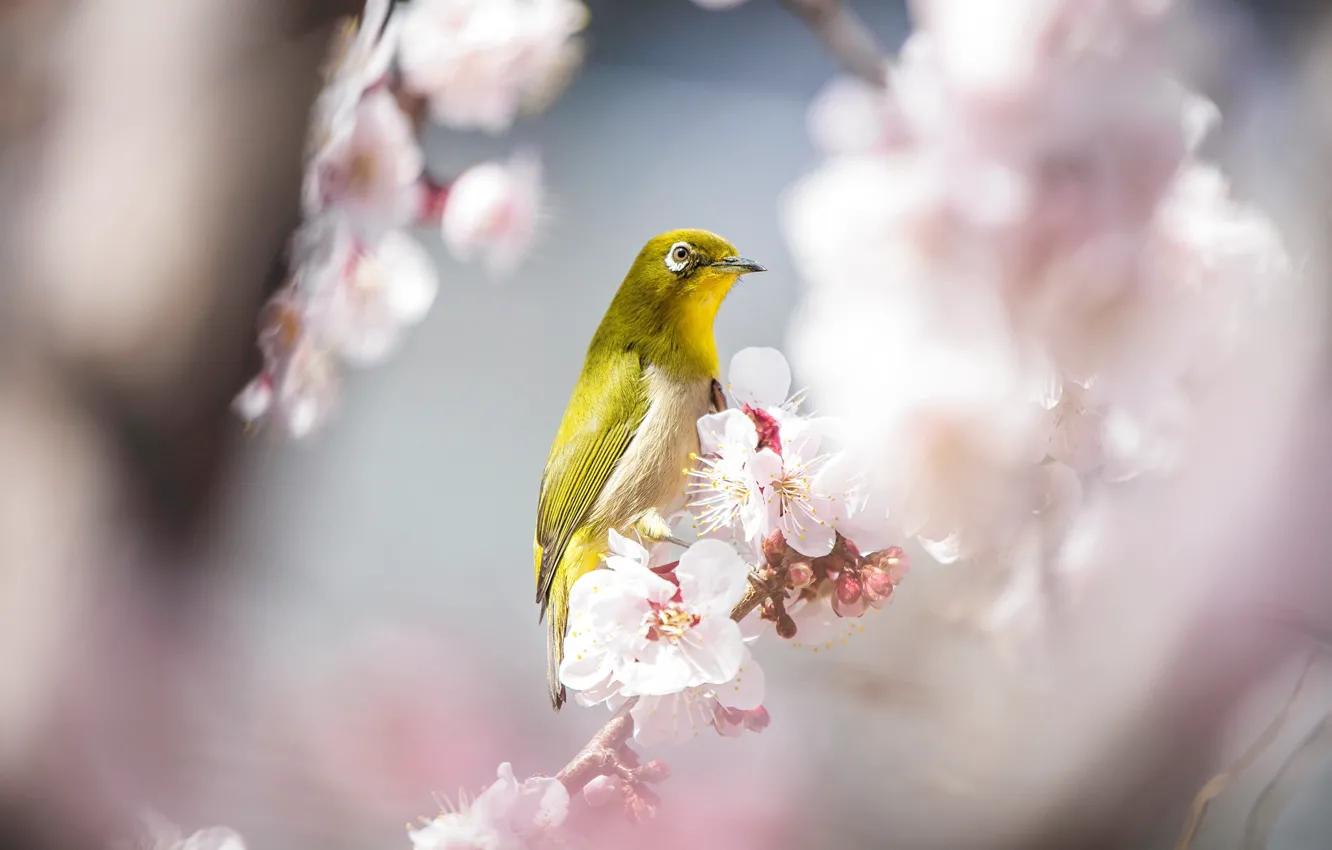 Фото обои свет, цветы, ветки, птица, красота, размытие, весна, сакура