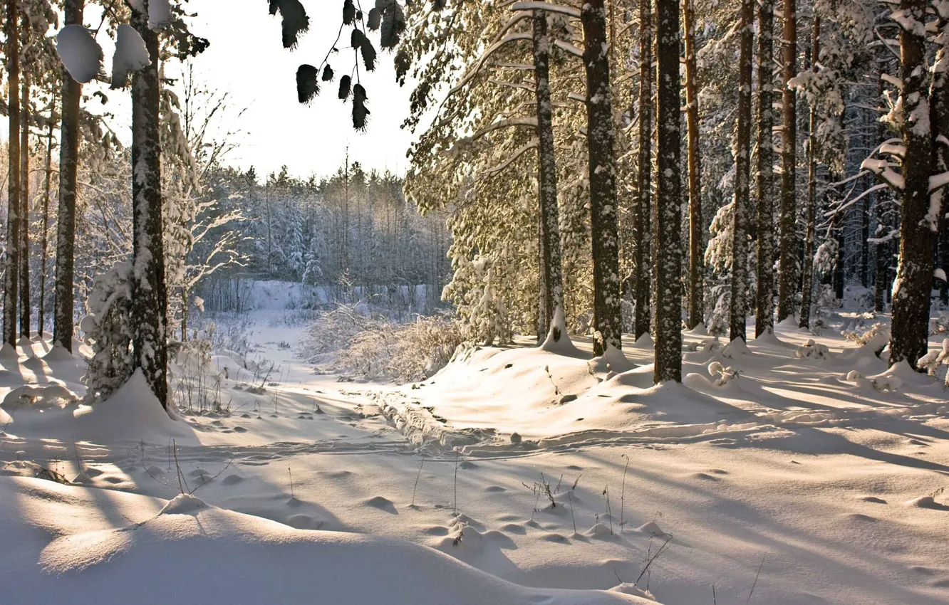 Фото обои зима, лес, снег, деревья, тропинка
