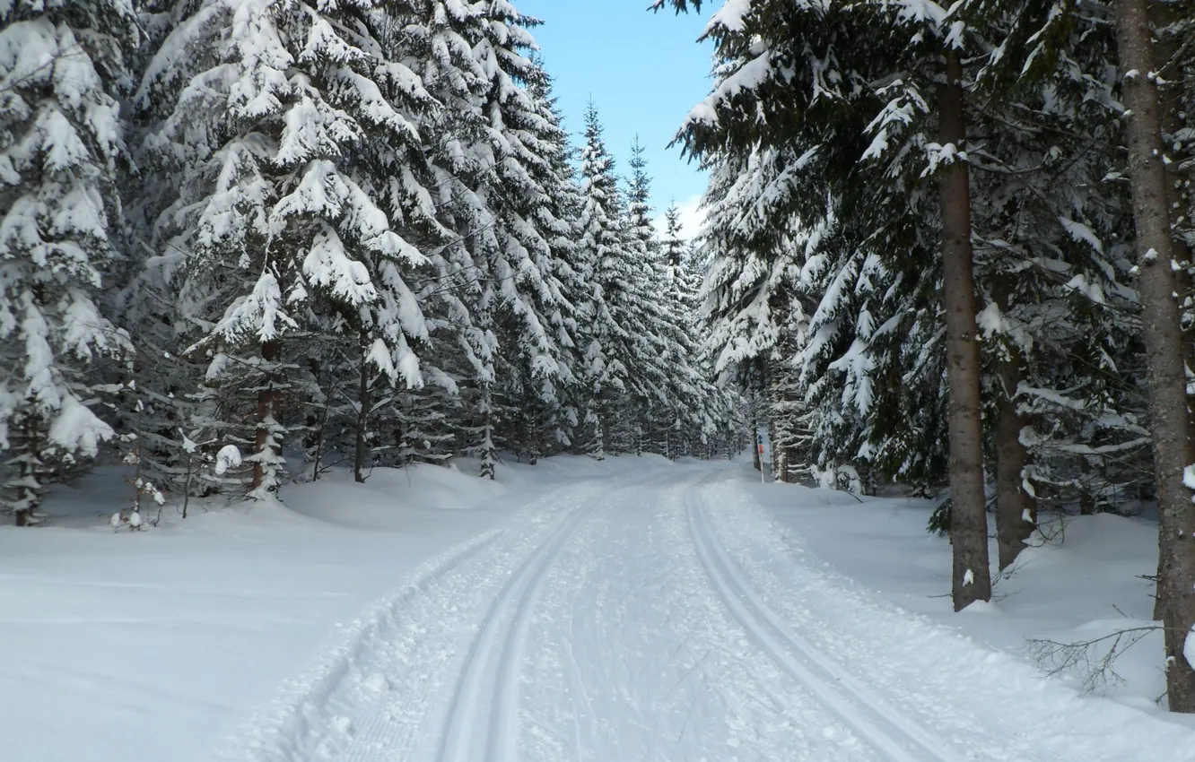 Фото обои зима, лес, снег, Чехия, Шумава, Богемия, Prášily, narodni park Šumava