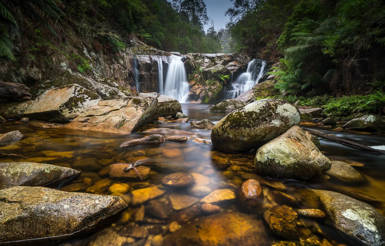 Фото обои лес, камни, Австралия, водопады, река Tasmania