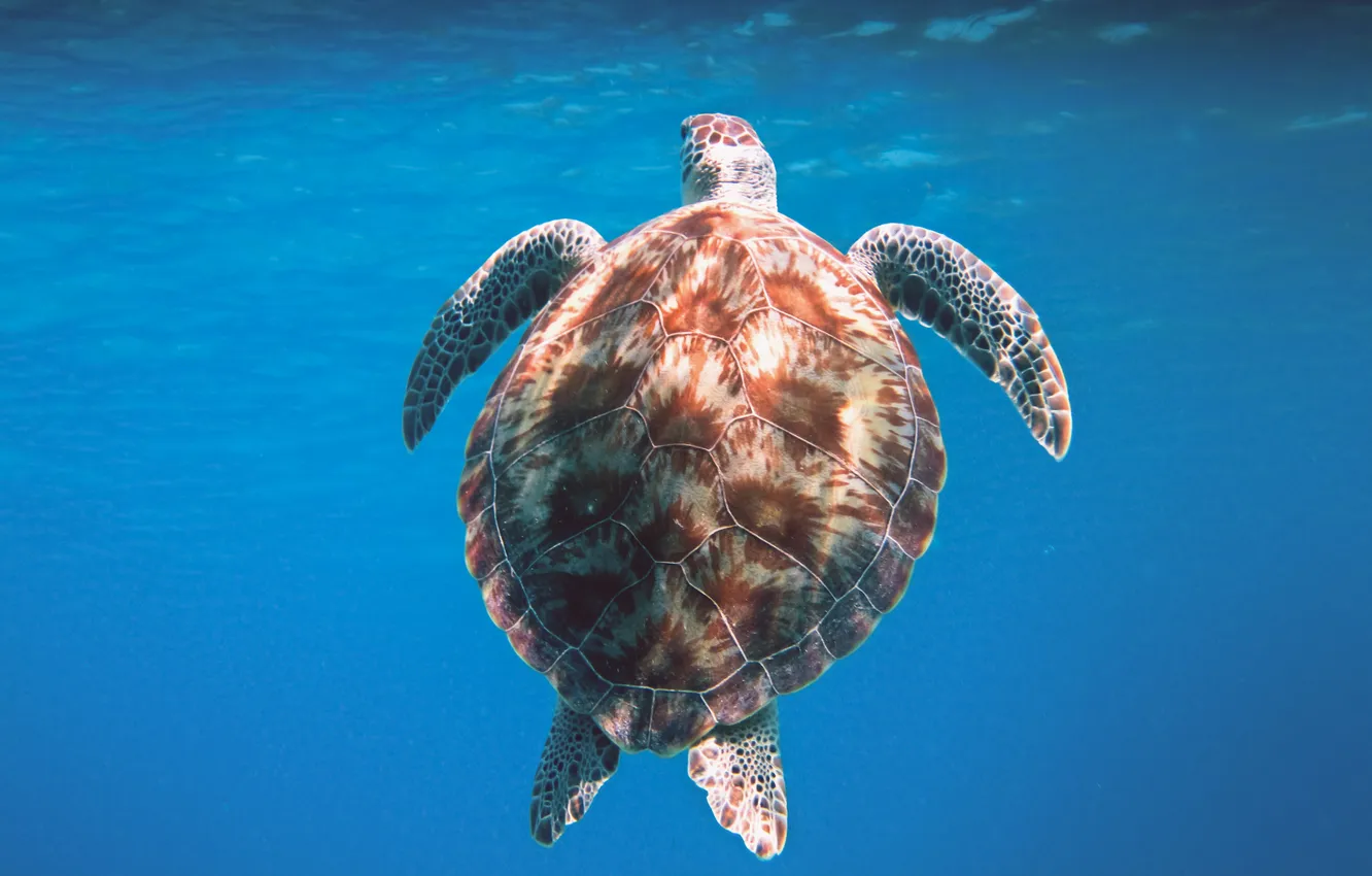 Фото обои море, вода, океан, черепаха, water, панцирь, turtle