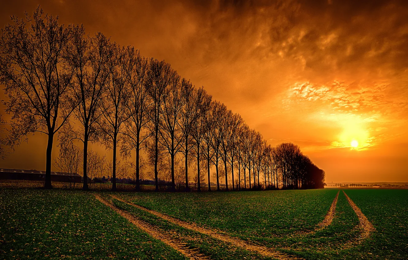 Фото обои дорога, поле, небо, облака, деревья, закат