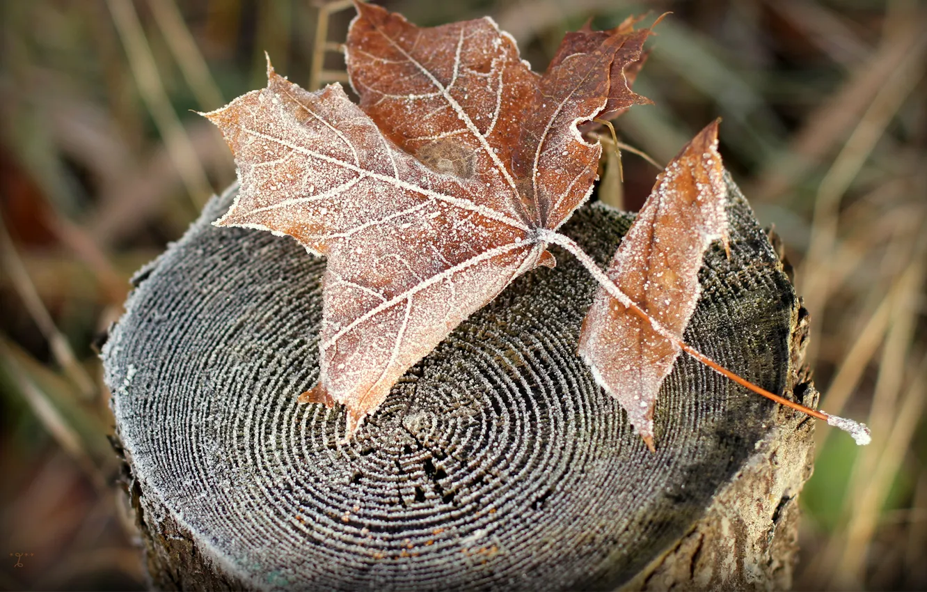 Фото обои иней, осень, природа, лист, пень, сухой