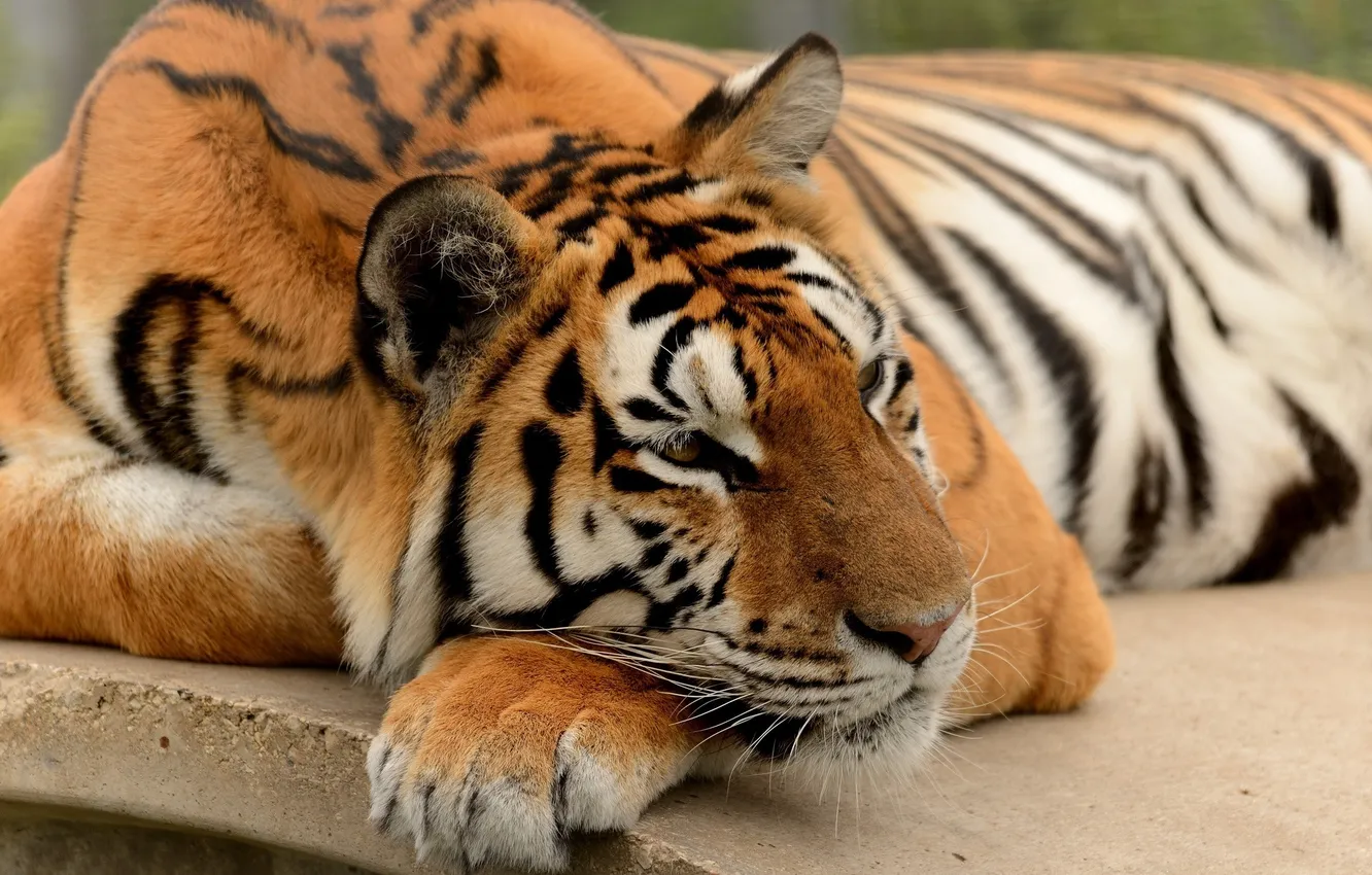 Фото обои морда, тигр, отдых, лапа, хищник, лежит, дикая кошка, дремлет