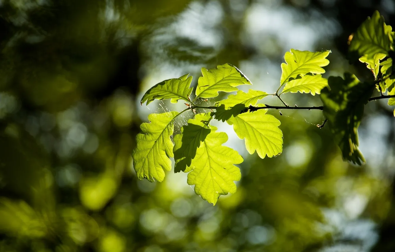 Фото обои лето, листья, макро, зеленый, паутина, ветка