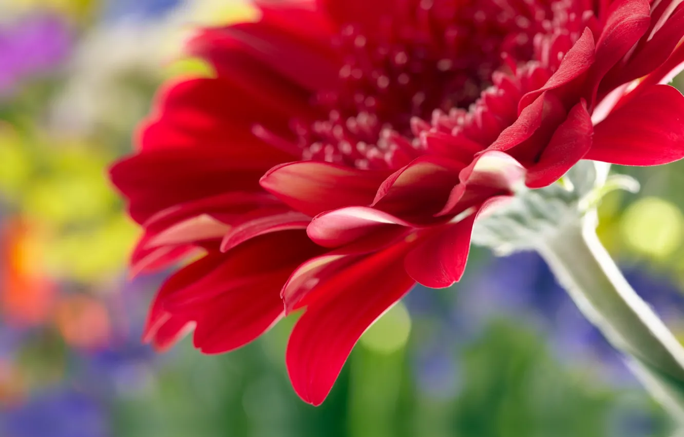 Фото обои цветок, макро, роза, rose, flower, Close Up, beautiful red daisy gerbera, красивые красные герберы ромашка