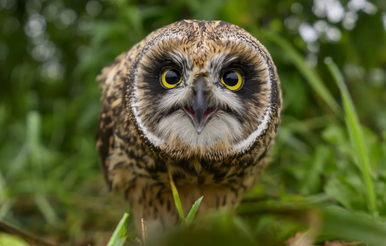 Фото обои bird, eyes, predator, look, owl, majesty
