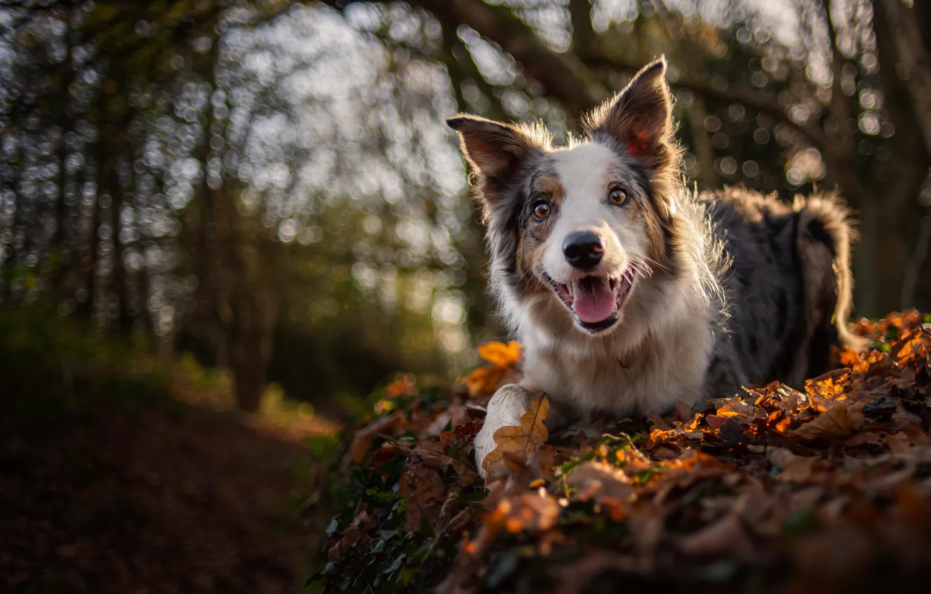 Фото обои осень, радость, собака, боке, Бордер-колли