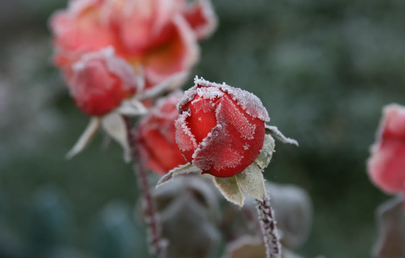 Фото обои холод, иней, макро, цветы, фон, обои, розы, мороз