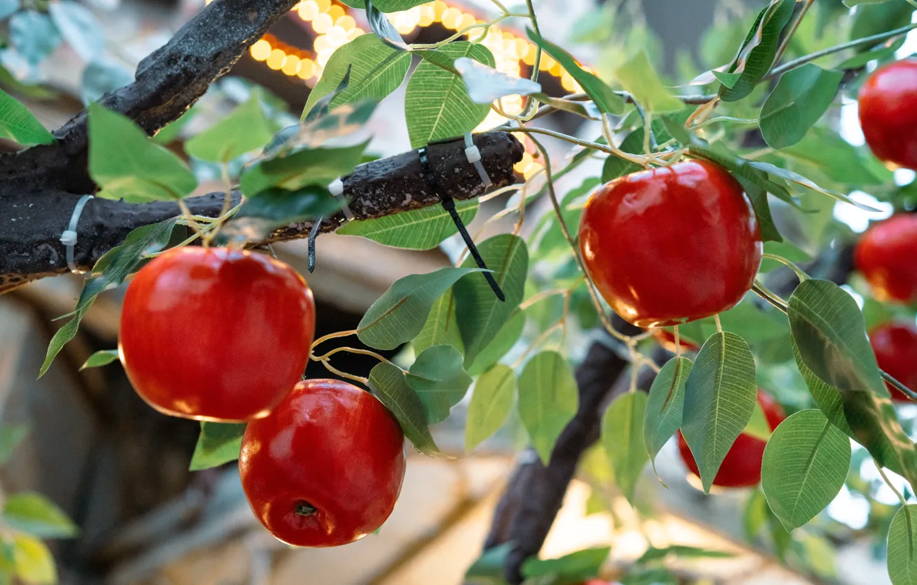 Фото обои лето, листья, ветки, природа, яблоки, урожай, плоды, красные