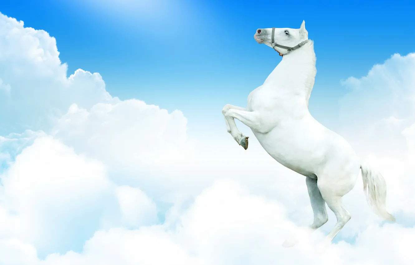 Фото обои белый, небо, облака, фантазия, конь, лошадь