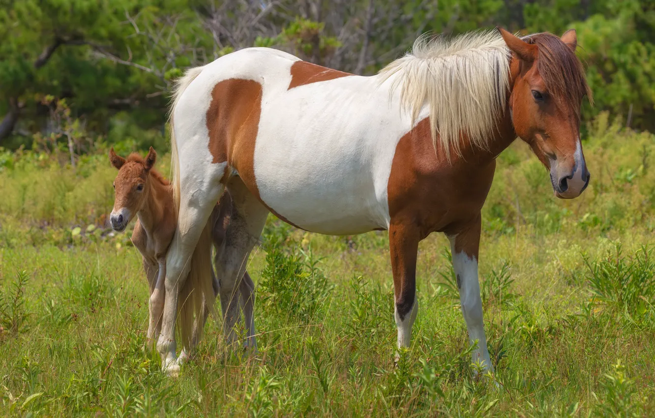 Фото обои лето, трава, взгляд, природа, поляна, лошадь, две, кони