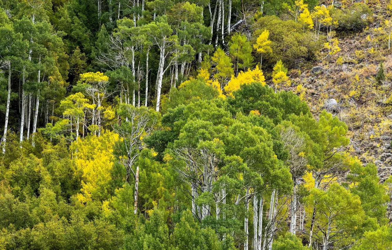 Фото обои осень, лес, деревья, горы, склон