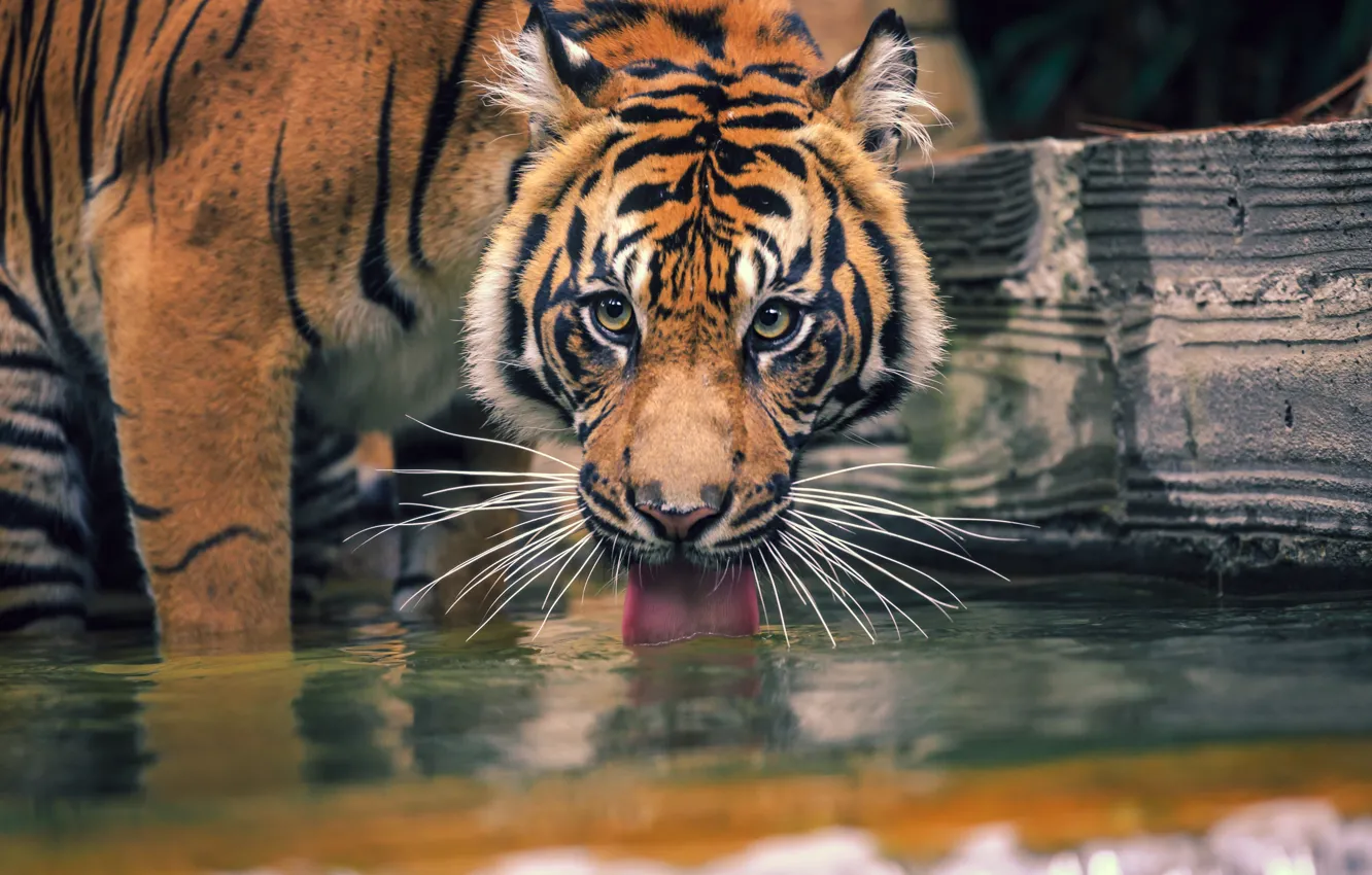 Фото обои язык, взгляд, морда, вода, тигр, поза, доска, водопой