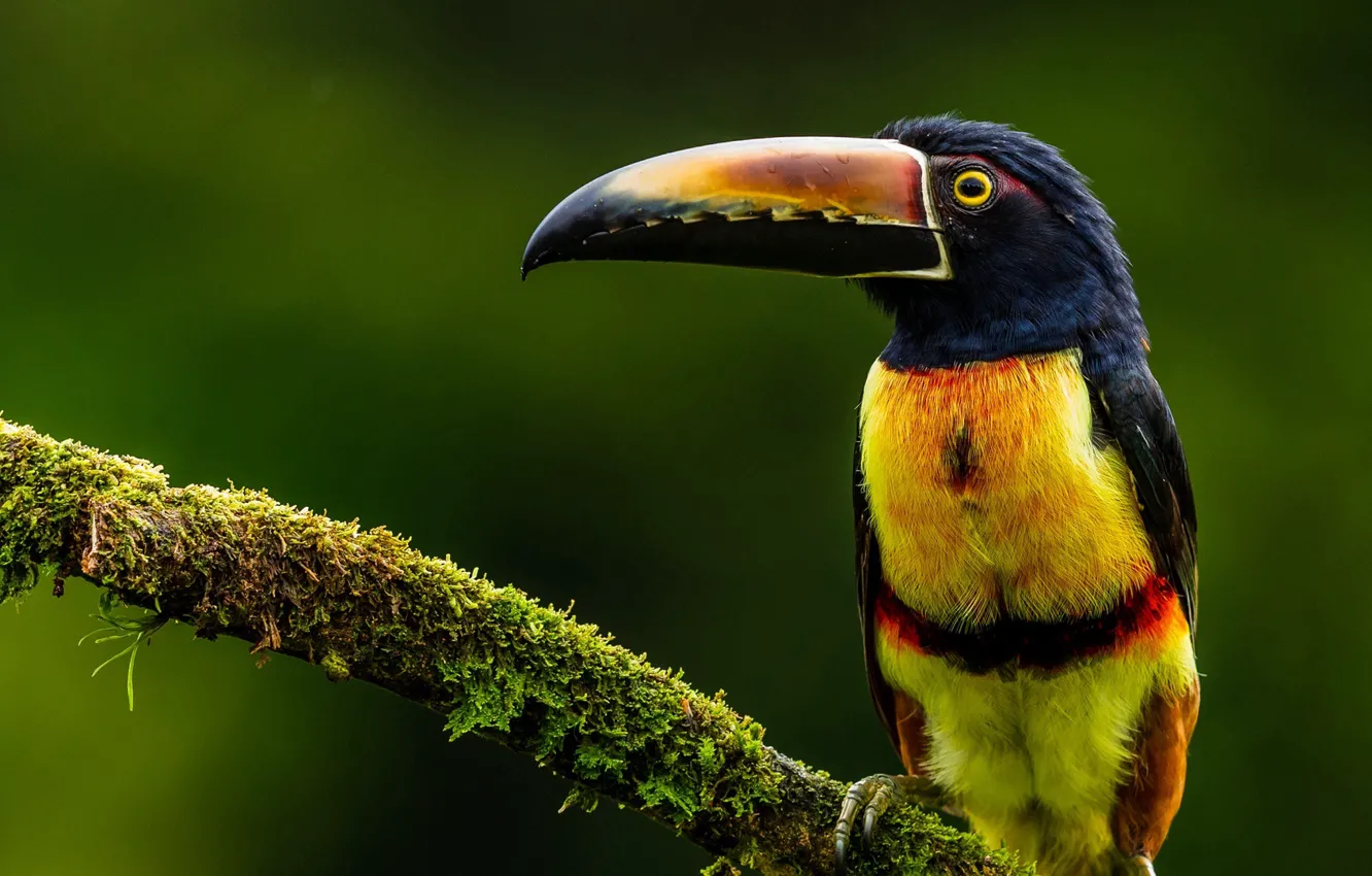 Фото обои bird, feathers, tucan, striking colors