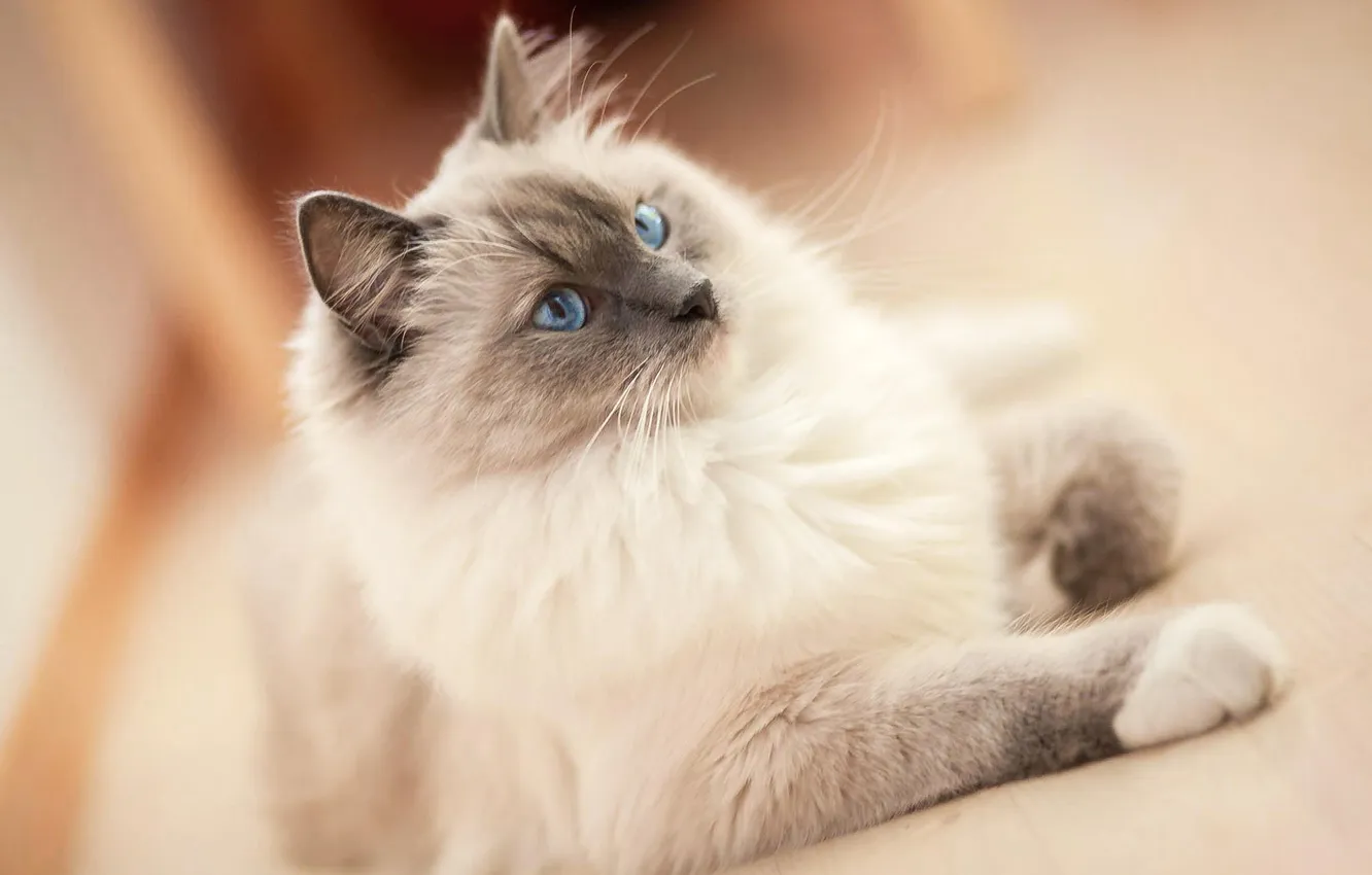 Фото обои кошка, глаза, голубые, пушистая, сиамка