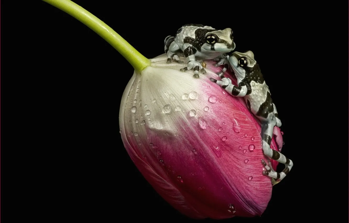 Фото обои капли, макро, роса, тюльпан, пара, лягушки, чёрный фон